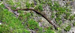 Bipalium vagum