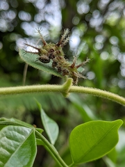Limenitis sulpitia