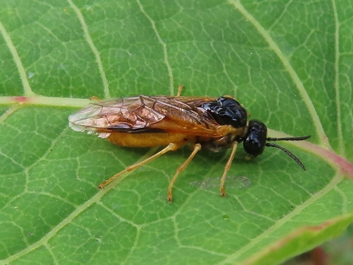 Common Sedge-sawfly, Oranjebuurt, Groningen, Netherlands, photo 10 of 10