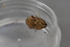 Odontotarsus