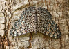 Mariposa Chasqueadora - Photo (c) djhiker, algunos derechos reservados (CC BY-NC), subido por djhiker