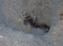 Cryptocentrus sericus
