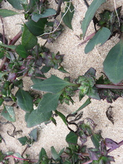 Atriplex laciniata