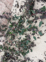 Atriplex laciniata