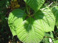 Dioscorea dregeana