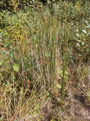 Juncus haenkei