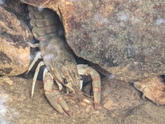 Faxonius cristavarius