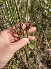 Juncus haenkei