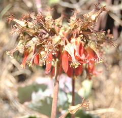 Cotyledon barbeyi