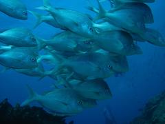 Chrysoblephus puniceus