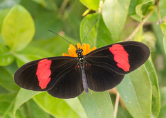 Heliconius melpomene