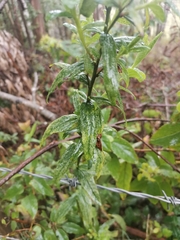Baccharis racemosa
