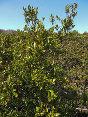 Cassinopsis tinifolia