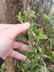 Baccharis racemosa