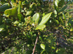 Cassinopsis tinifolia