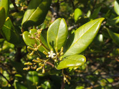 Cassinopsis tinifolia