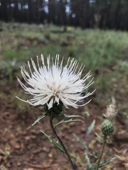 Cirsium wheeleri