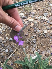 Verbena canescens