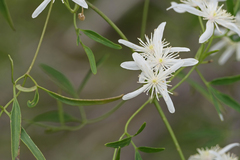 Clematis linearifolia