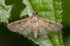 Nacoleia charesalis
