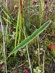 Eriospermum lanceifolium