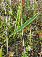 Eriospermum lanceifolium