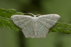 Maxates melancholica