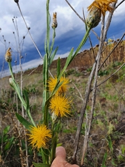 Centaurea chartolepis