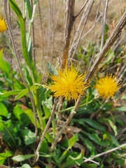 Centaurea chartolepis