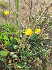 Centaurea chartolepis