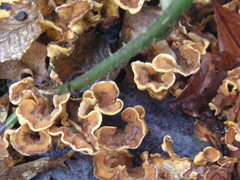 Trametes