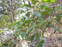 Cassipourea malosana