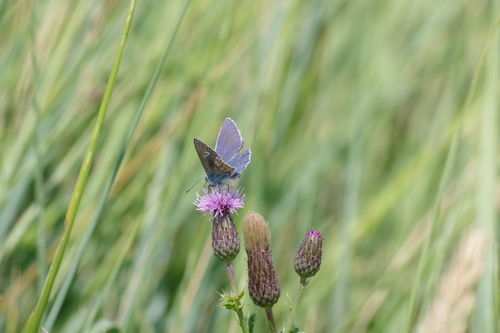 Polyommatus icarus