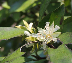 Cassipourea malosana