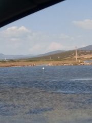 Phoenicopterus roseus