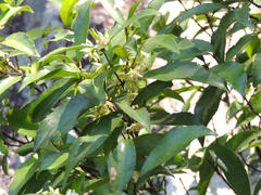 Cassipourea malosana