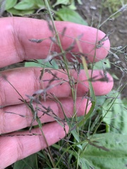 Eragrostis amurensis