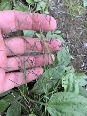 Eragrostis amurensis