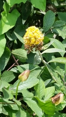Buddleja weyeriana