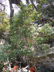 Cassipourea malosana