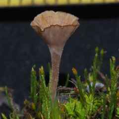 Cotylidia undulata