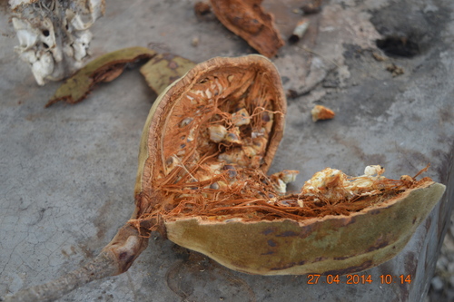 African baobab