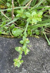 Galium formosense
