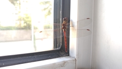 Sympetrum meridionale