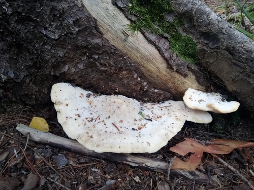 Representative image of Amaropostia