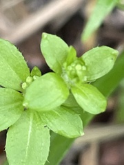 Galium formosense