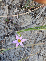 Romulea rosea australis