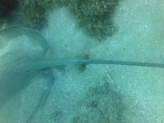 Pateobatis jenkinsii