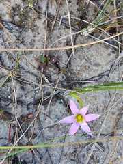 Romulea rosea australis