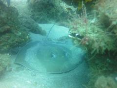 Pateobatis jenkinsii